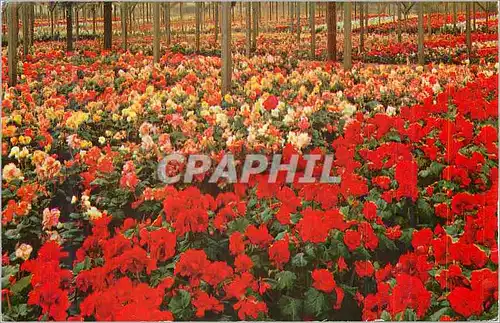 Cartes postales moderne Begonia Gardens Santa Cruz California