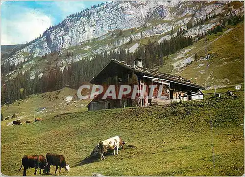 Cartes postales moderne Vieux Chalet Savoyard Vaches
