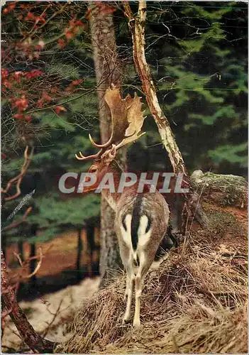 Cartes postales moderne Cerf