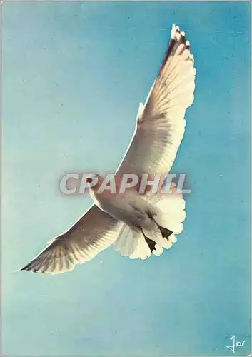 Cartes postales moderne Oiseaux de Bretagne La Bretagne en Couleurs Goeland Argente