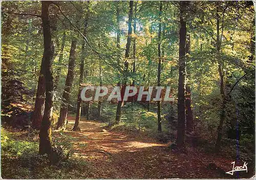 Cartes postales moderne Huelgoat Foret en Automne Couleurs de Bretagne