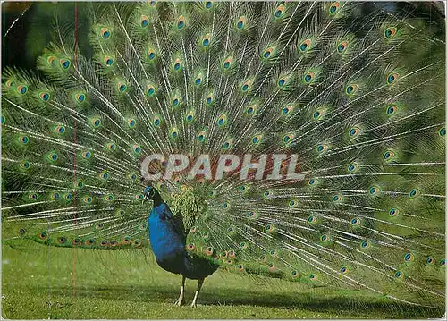 Cartes postales moderne Villars les Dombes (Ain) Paon Parc Ornithologique Departemental de la Dombes