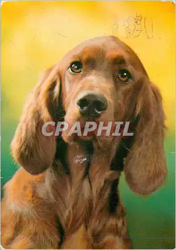 Cartes postales moderne Chien