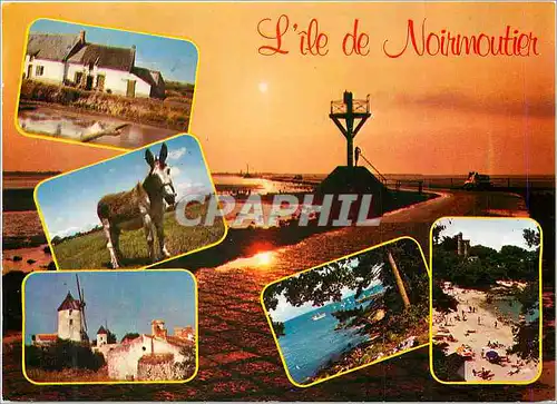 Cartes postales moderne Ile de Noirmoutier Couleurs de Vendee Ane Donkey