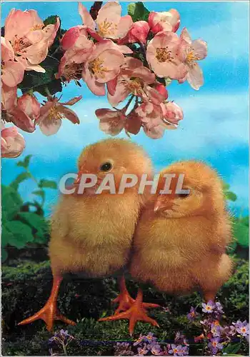 Cartes postales moderne Poussins