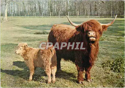 Cartes postales moderne Le Breil sur Merize Par Animalier Domaine de Pescheray Vache Ecossaise eet son Petit Vache