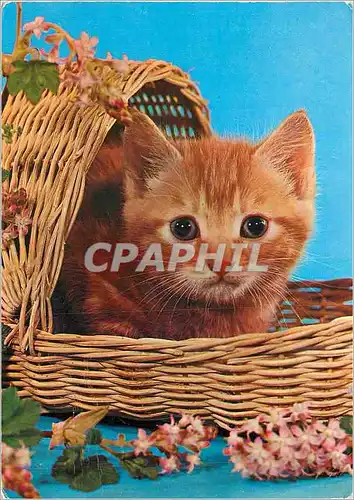 Cartes postales moderne Chat