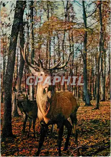 Cartes postales moderne En Sologne Un Cerf