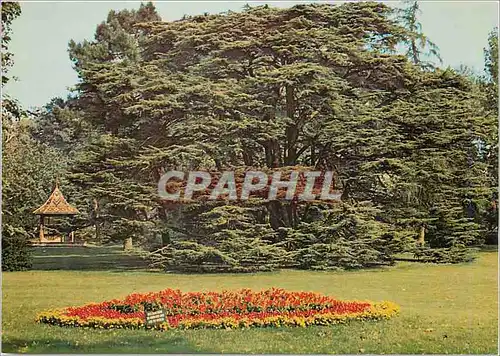 Cartes postales moderne Montmorency (Val d'Oise) Le Cedre du Liban contemporain de celui plante par Bernard de Jussieu a