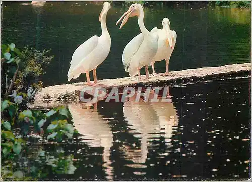 Moderne Karte Palicans Jurong Bird Park