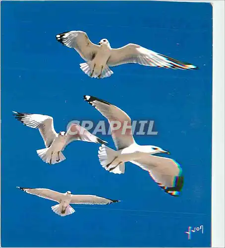 Cartes postales moderne Oiseaux de Mer