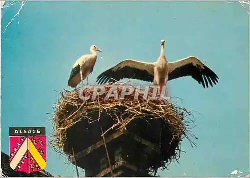 Cartes postales moderne Nid de Cigognes