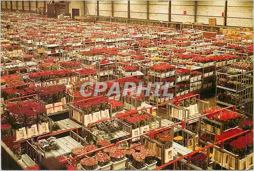 Cartes postales moderne Aalsmeer Holland World Flower Center
