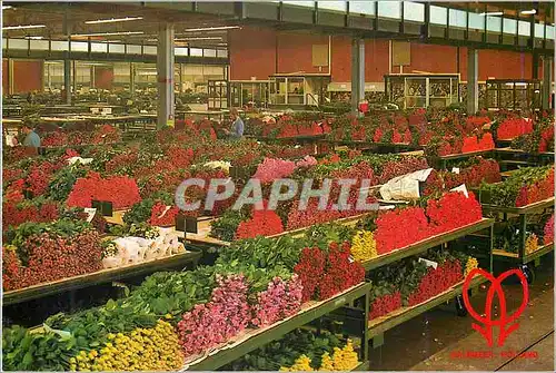 Cartes postales moderne Aalsmeer Holland World Flower Center