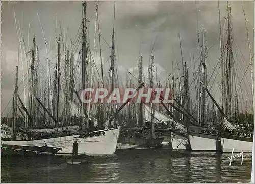 Cartes postales moderne Concarneau (Finistere) Les thonniers Bateaux Voiliers