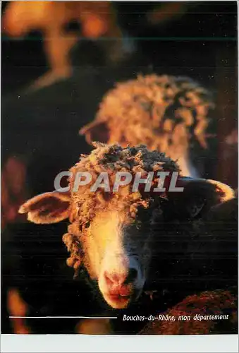 Cartes postales moderne Collection Bouches du Rhone Mouton de la Crau