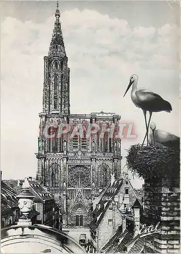Cartes postales moderne Strasbourg La Cathedrale Notre Dame Cigogne