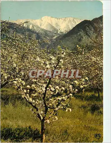 Cartes postales moderne En Parcourant le Roussillon Canigou et Pommiers en Fleurs