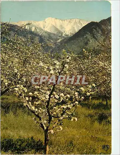 Moderne Karte En Parcourant le Roussillon Canigou et Pommiers en Fleurs