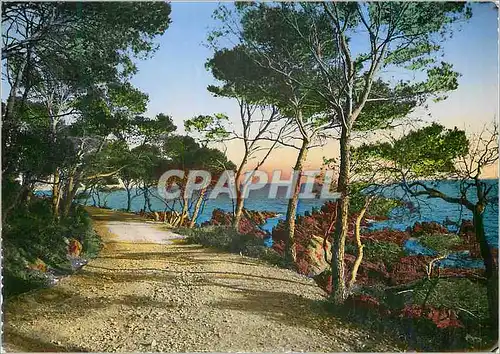 Cartes postales moderne La Cote D'Azur Promedade sous les Pins