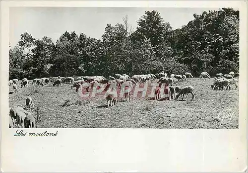 Cartes postales moderne Les moutons
