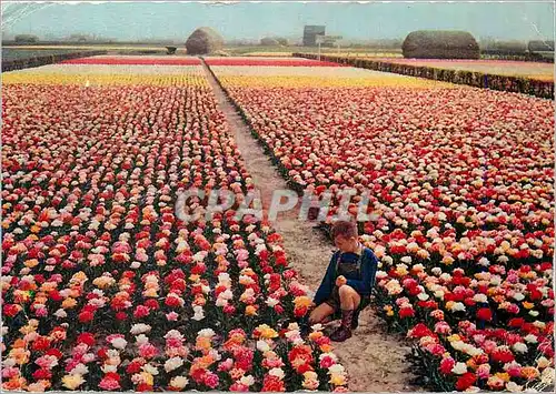 Ansichtskarte AK Bollenvelden Holland Bulb fields Champs de fleurs Blumenfelder