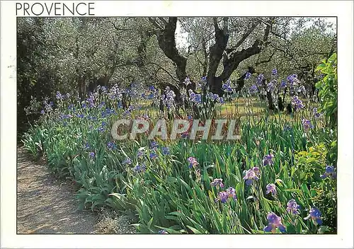 Cartes postales moderne Iris et Oliviers Image de Provence