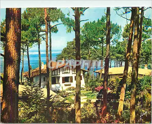 Cartes postales moderne Bassin d'Arcachon (Gironde) Dans les dunes du Pilat Chalet dans la foret de pins a travers lesqu