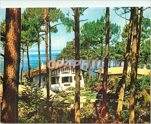 Moderne Karte Bassin d'Arcachon (Gironde) Dans les dunes du Pilat Chalet dans la foret de pins a travers lesqu