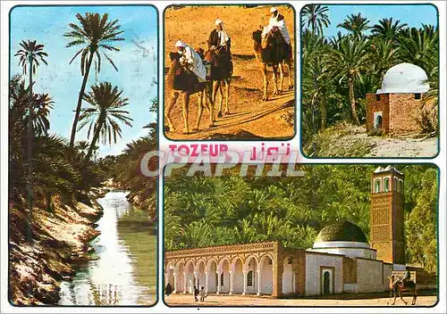 Cartes postales moderne Souvenir de Tunisie Oasis de Tozeur Tortue