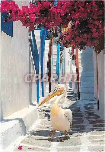 Cartes postales moderne Grece Pelican