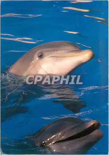 Moderne Karte Grece Dauphins