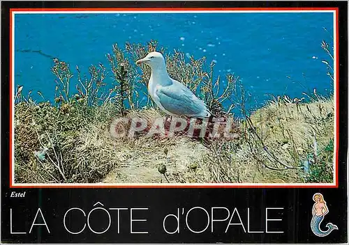 Cartes postales moderne La Cote d'Opale