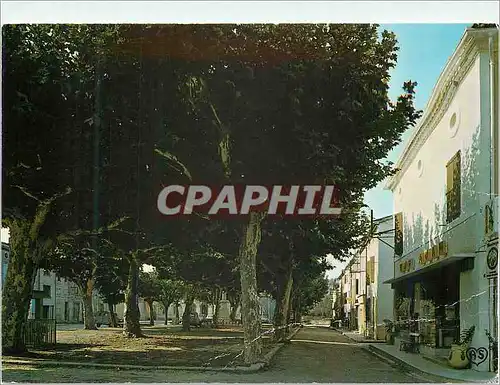 Cartes postales moderne Vielmur (Tarn) L'Esplanade