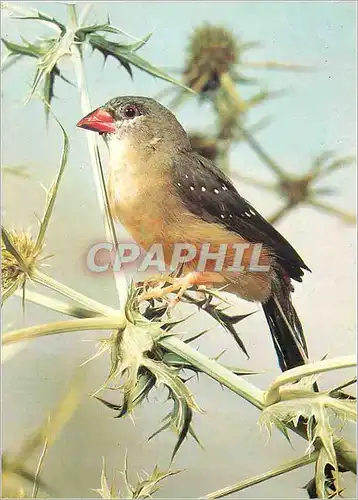 Cartes postales moderne Oiseau