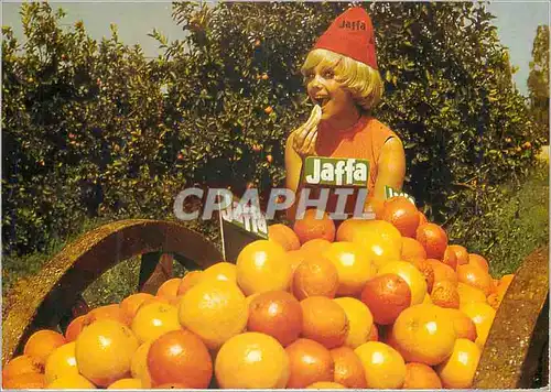 Cartes postales moderne Oranges de Jaffa
