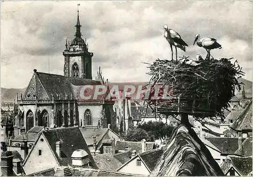 Cartes postales moderne Cigognes d'Alsace Colmar Nid de Cigognes avec vue sur la Cathedrale