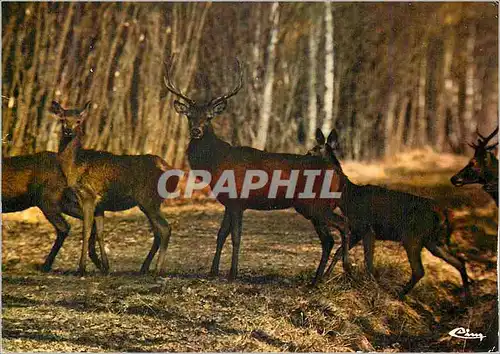 Cartes postales moderne Chasse a courre harde de biches accompagnees d un cerf (3mm tete) en foret