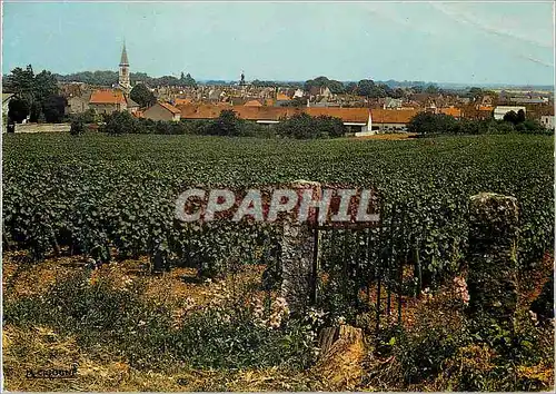 Cartes postales moderne Nuits saint georges vue generale au premier plan les cele bres vignobles