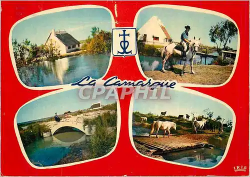 Cartes postales moderne La camargue Chevaux