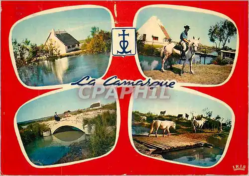 Moderne Karte La camargue Chevaux