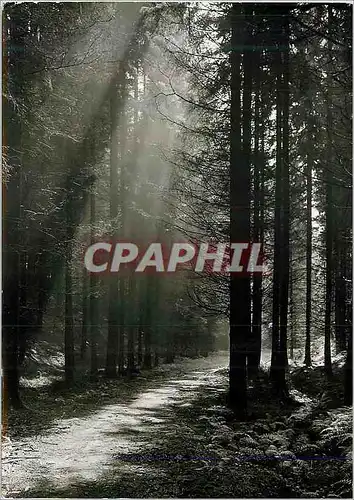 Cartes postales moderne Teuchelwald