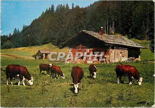 Moderne Karte Troupeau en montagne