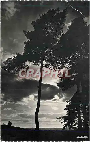 Cartes postales moderne Le Touquet Coucher de soleil sur les pins