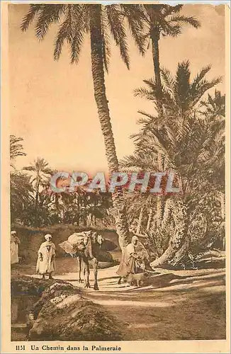 Cartes postales Un chemin dans la palmeraie Ane Donkey Afrique du Nord