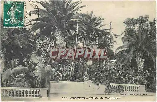 Cartes postales Cannes etude de palmiers