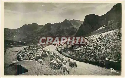 Cartes postales moderne Les Pyrenees Le Col du Tourmalet Descente sur Bagneres de Bigorre Moutons