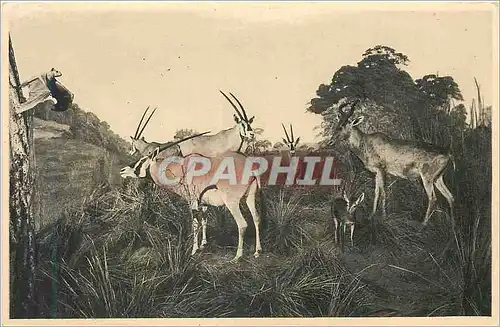 Cartes postales Galleries du duc d Orleans