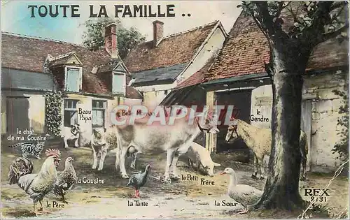 Ansichtskarte AK Toute La Famille Coq Poule Vache Ane