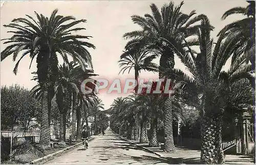 Cartes postales moderne Hyeres Avenue Godillat